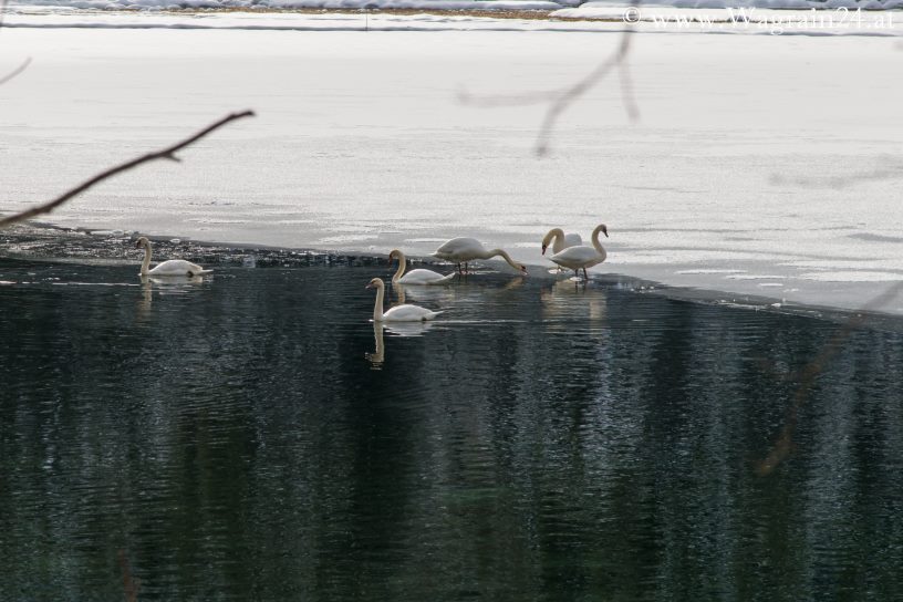 Schwäne am vereisten Jägersee im Winter
