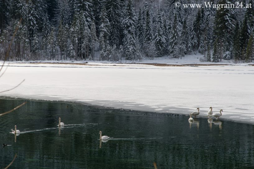 Die Schwäne am Jägersee im Winter