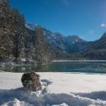 Hund am Jägersee Kleinarl - Winterfoto
