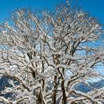 Schneebehangener Baum beim Wolfensberg Wagrain
